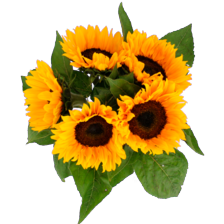 Zonnebloemen